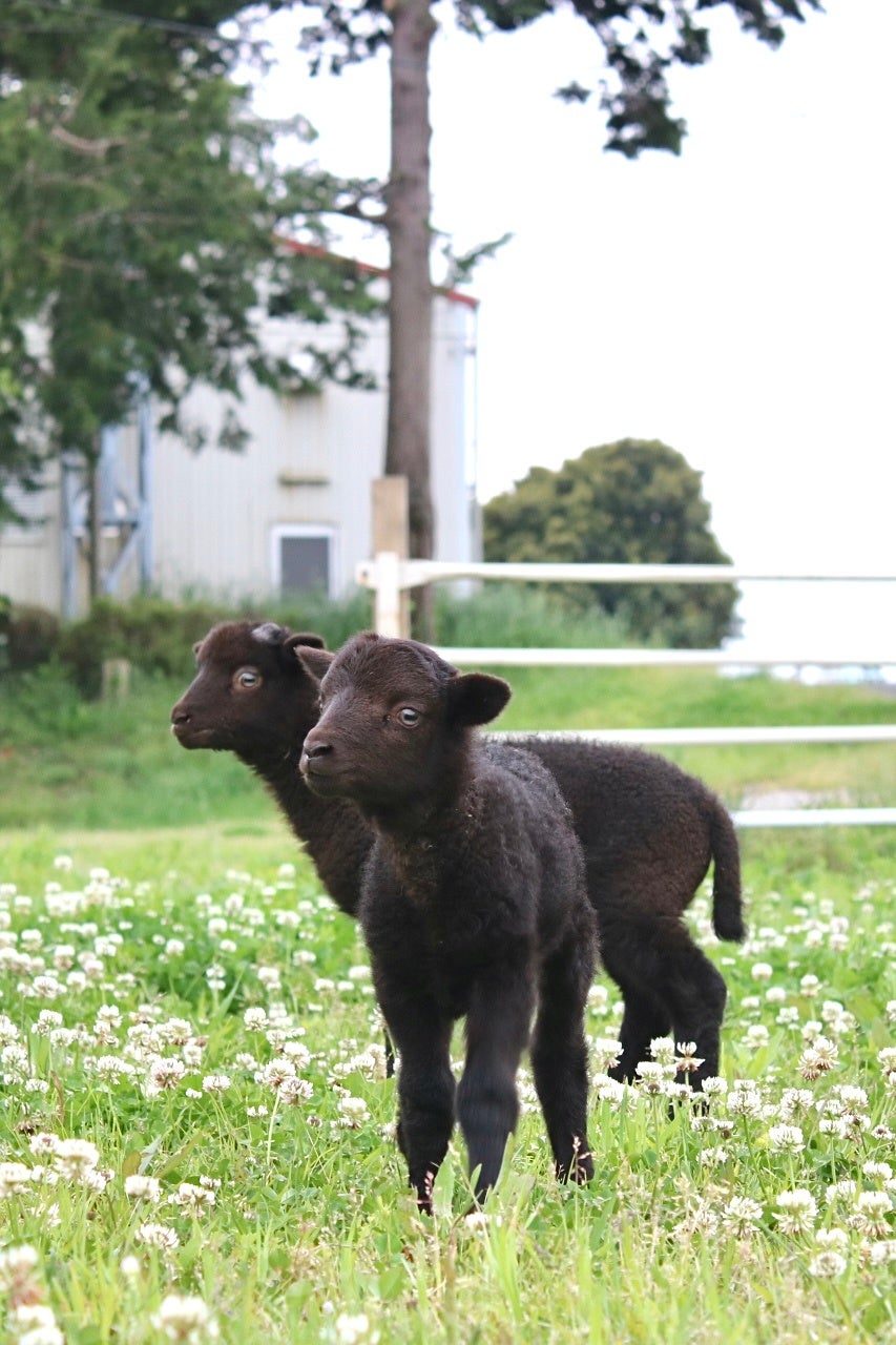 【動物の赤ちゃんニュース】マザー牧場でマンクスロフタンの赤ちゃんと三つ子のヤギが誕生しました！