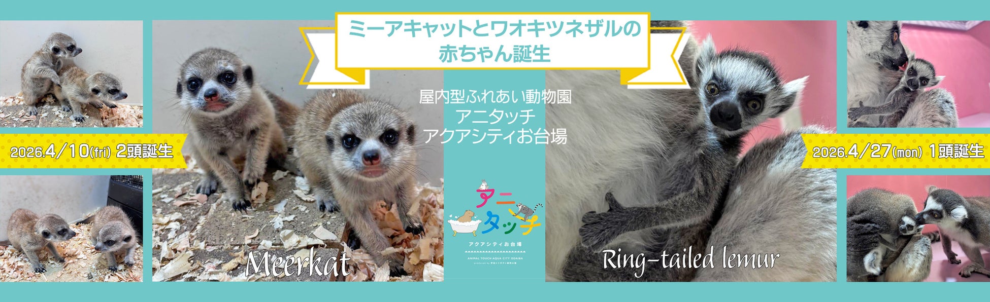 屋内型ふれあい動物園「アニタッチ アクアシティお台場」ミーアキャットとワオキツネザルの赤ちゃんが誕生！