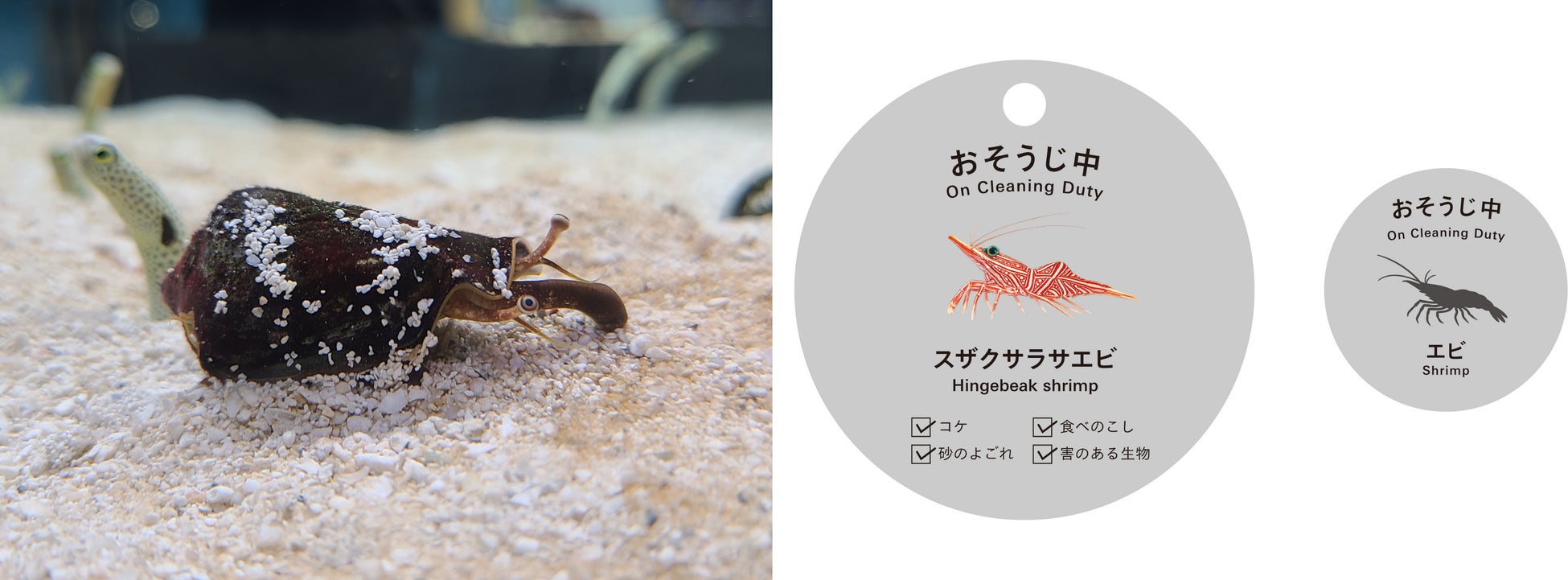 砂のよごれやコケなどを食べ水槽を掃除する12種類の生物を当番制で紹介　新展示「おそうじスタッフの当番札」をスタート