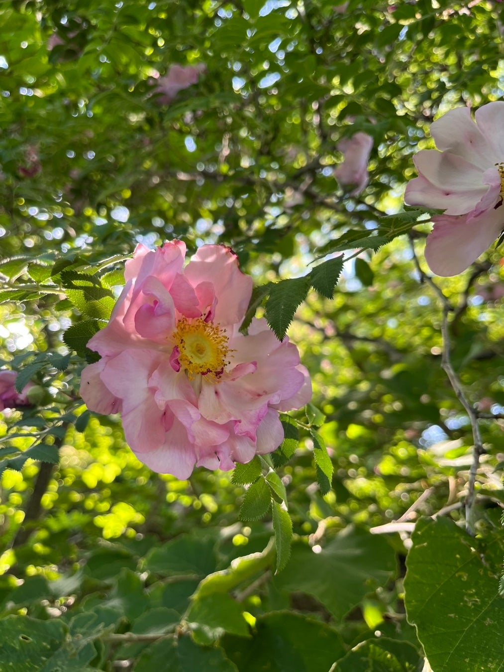 箱根強羅公園でバラが見頃を迎えました！