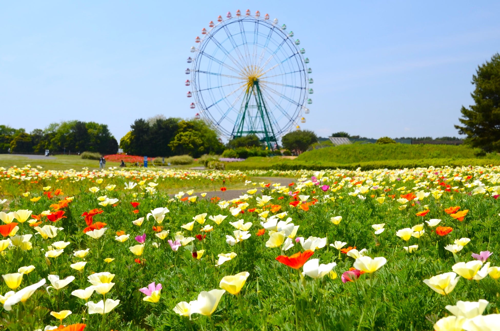 カリフォルニアポピー「バレリーナ」がまもなく見頃です（国営ひたち海浜公園）