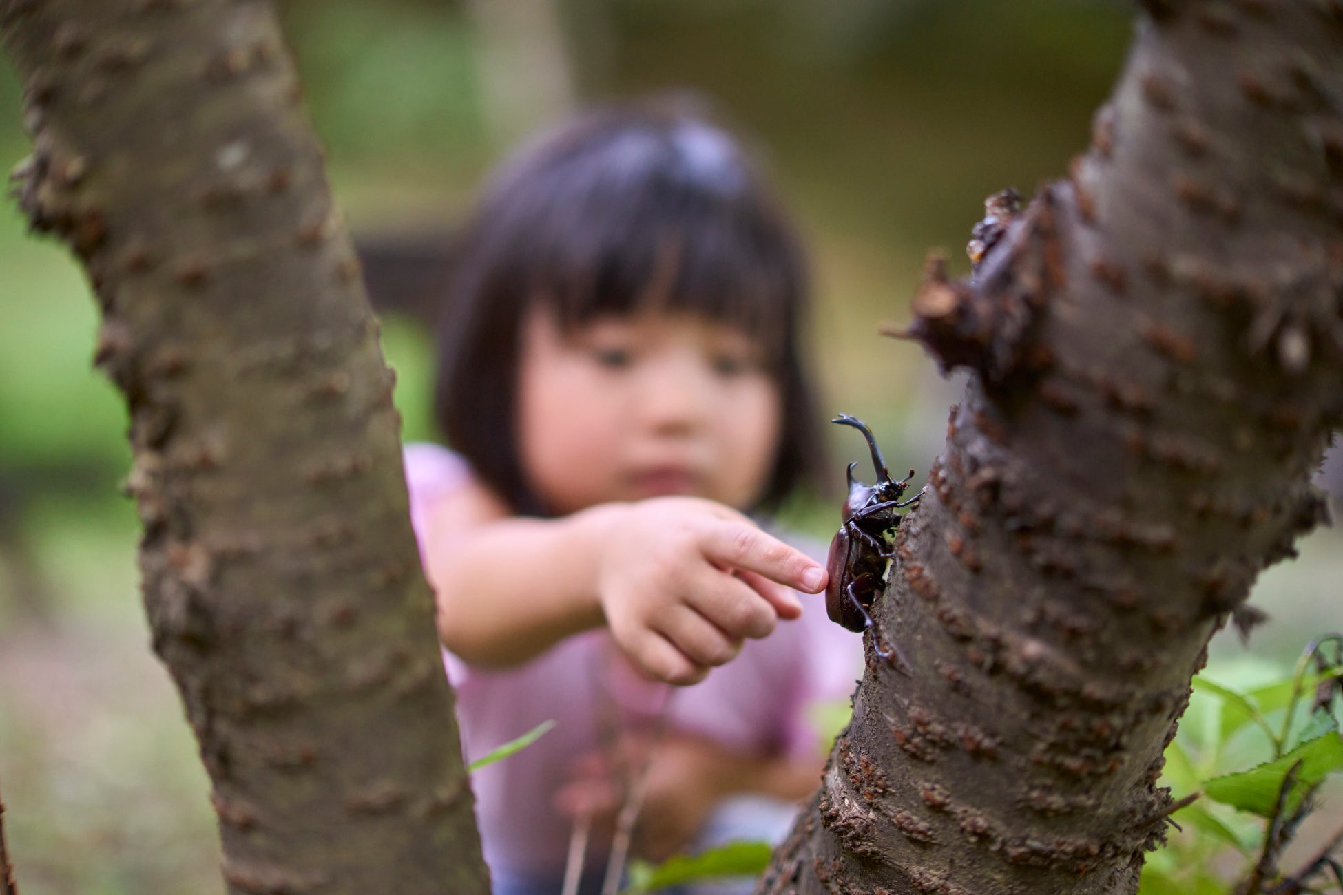 夏休みは親子で昆虫の世界へ！7月26日（土）ご宿泊限定昆虫採集ツアー付きグランピングBBQプラン「昆虫博士とカブトムシ探検隊」販売開始