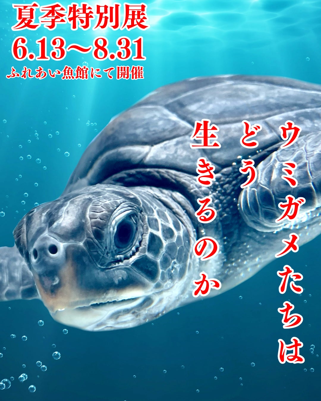 “子ウミガメと学ぶ、海の未来” 夏季特別展「ウミガメたちはどう生きるのか」開催！