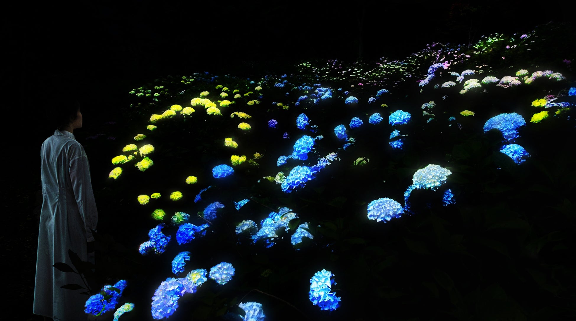 夜の植物園でアジサイが光り輝く作品《紫陽花の結晶》を初公開。『チームラボ ボタニカルガーデン 大阪』にて、6月10日(水)から
