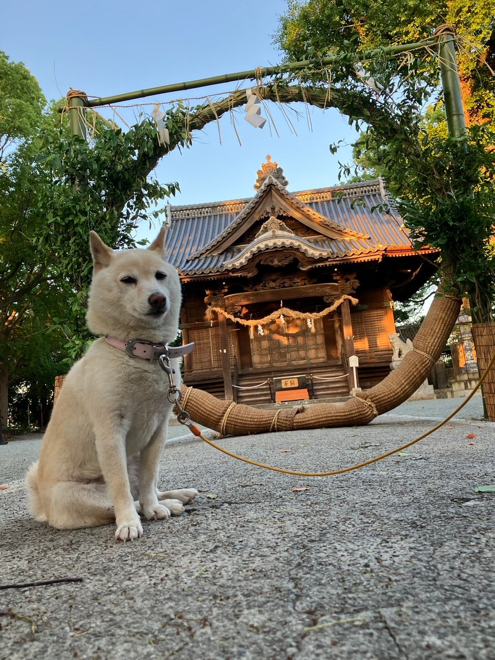 看板犬シロちゃんもお出迎え　八女茶の枝で作る『茶の輪くぐり』が福岡・八女で始まる