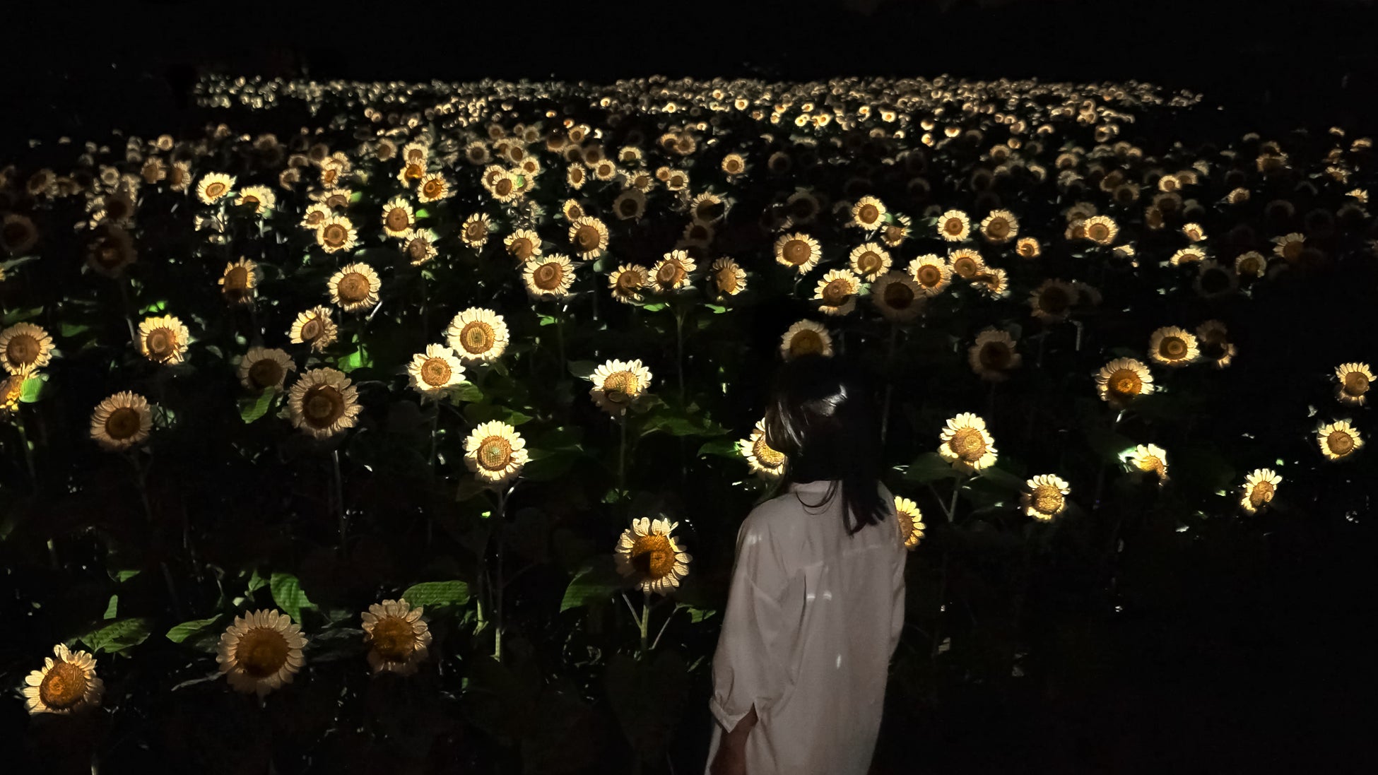 約2万株の「白いヒマワリ」が夜の植物園で一面に光り輝く作品を初公開。『チームラボ ボタニカルガーデン 大阪』にて、8月1日(土)から