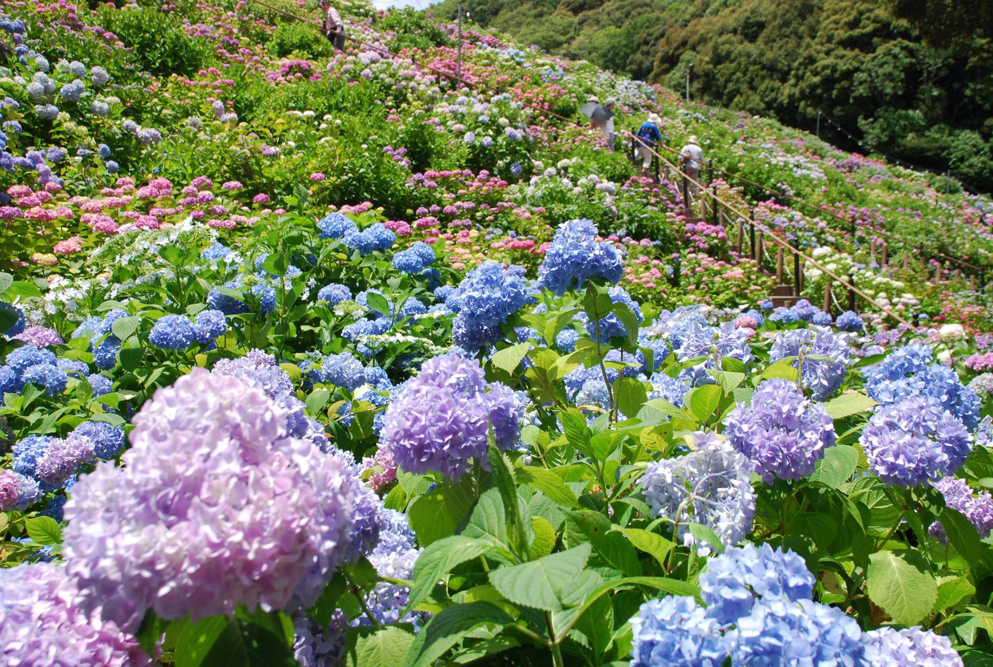 日本の梅雨を愉しむ！形原温泉「あじさいの里」とのコラボ★「レイニー・シーズン・ウィークス (Rainy Season Weeks) 」 6/1～6/30 開催【天下の絶景 ホテル東海園】