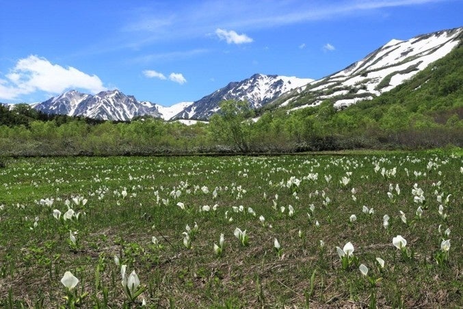 長野県HAKUBAVALLEY 「つがいけマウンテンリゾート」　北アルプスの絶景と高層湿原が織りなす天空の「栂池自然園」へ！