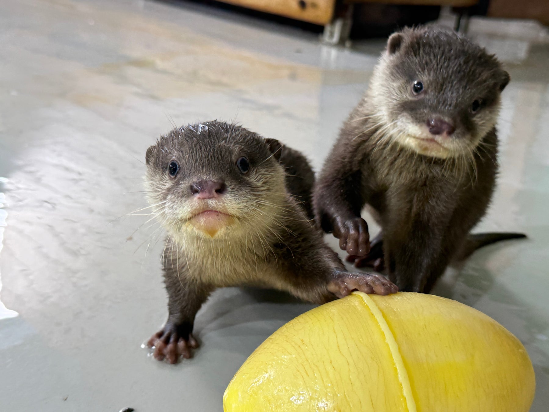【南知多ビーチランド】カワウソの赤ちゃん 愛称が「ヒノキ」と「サワラ」 に決定！6月7日に命名式＜愛知＞