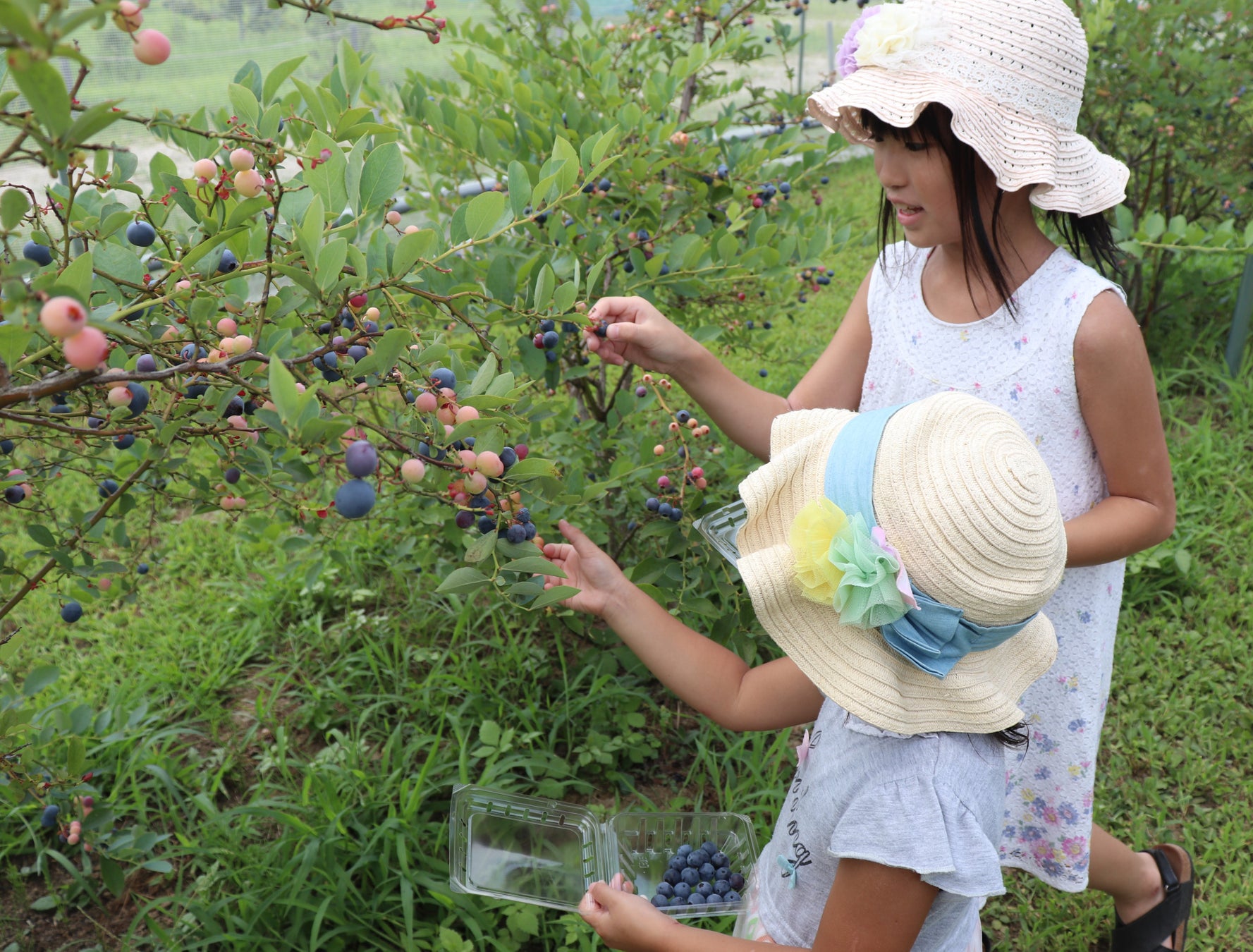 【JAF埼玉】夏休みにおすすめ！お子さまとの体験にピッタリな《ブルーベリー狩り&フロート作り》JAF会員向けイベントを「むさしの村」で7/25に開催