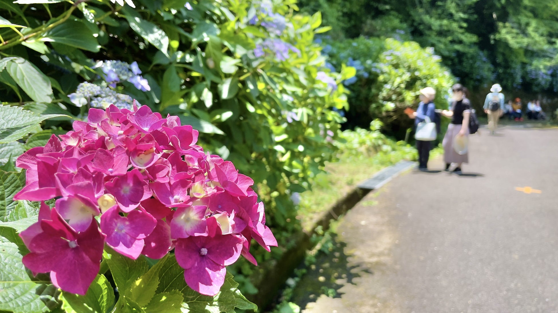 酷暑を、逃げ場に変える。「泊まれる植物園」林音が挑む”自然の中へ逃げ込む滞在型避暑地”「冷え冷えボタニカルリゾート」始動