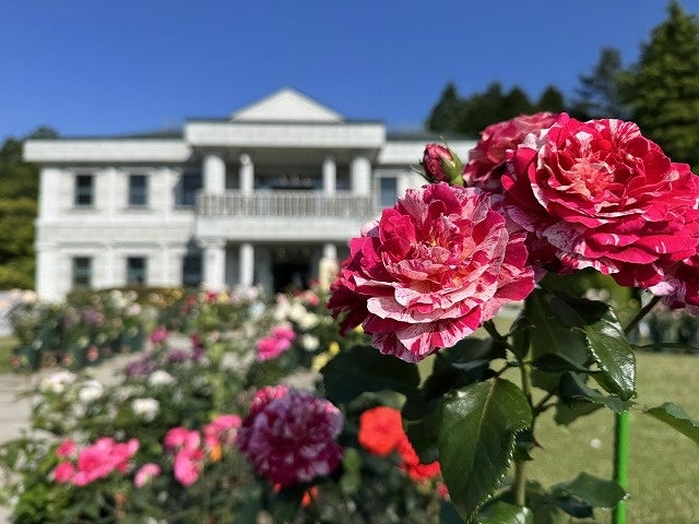 【恩賜箱根公園】「バラの即売会」を開催します！