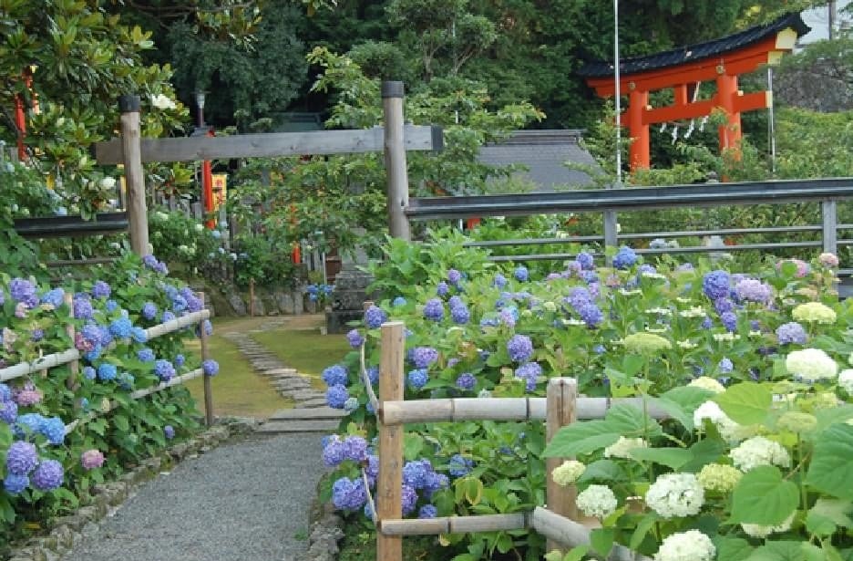世界遺産‧熊野那智⼤社で「紫陽花祭」開催 約3,000株が彩る紫陽花園を⼀般公開