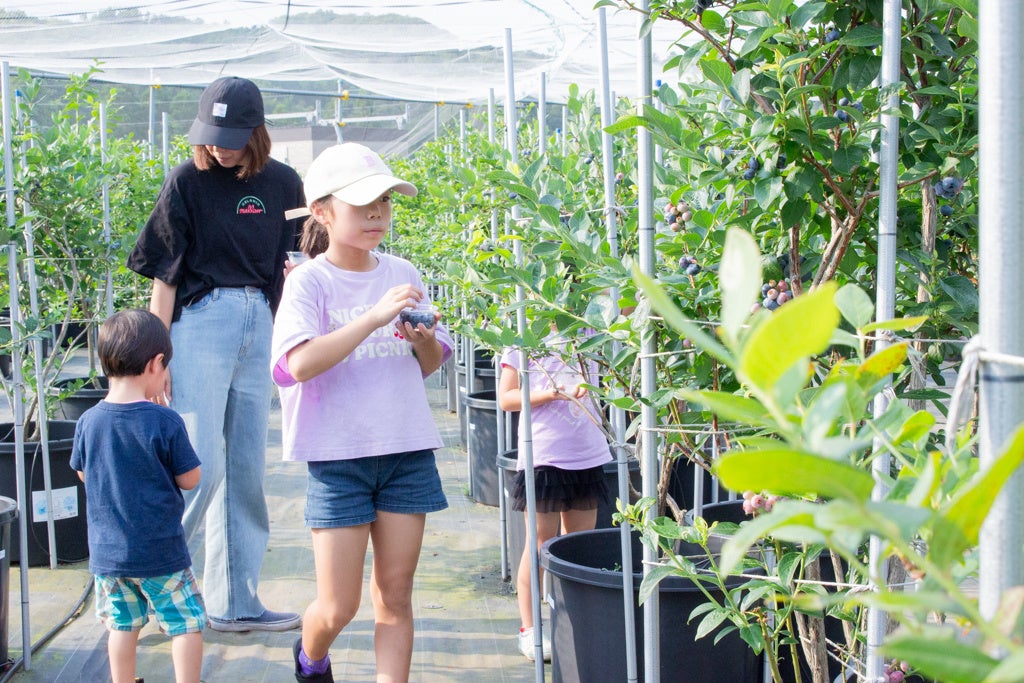 【千葉県市原市】「幻のブルーベリー」を含む日本有数、全45品種を食べ比べる！ 親子で楽しむキャンペーンも同時開催