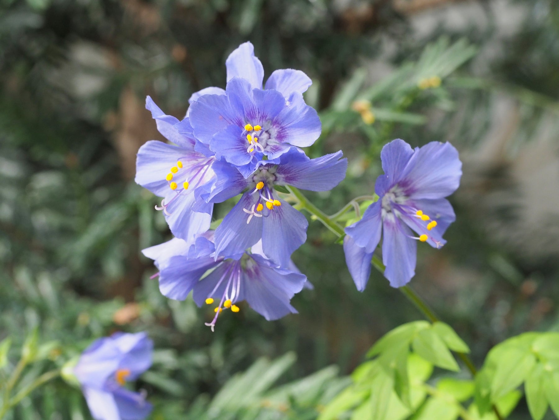 阿蘇にしか自生しない「ハナシノブ」に捧ぐ「第9回みなみ阿蘇野の花コンサート」　休暇村南阿蘇を会場に6月14日（日）開催