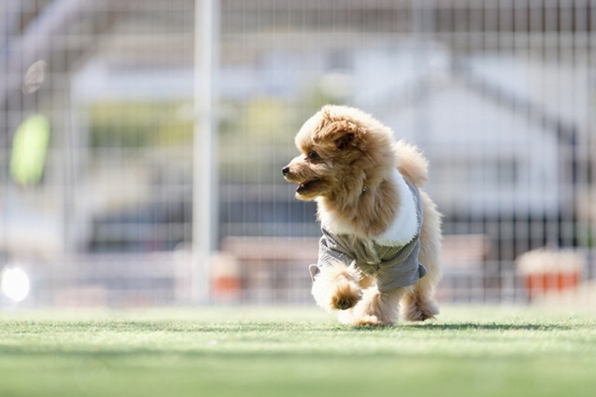 静岡・西伊豆の愛犬宿×土肥金山コラボキャンペーン実施　ドッグラン利用料が半額に｜2026年9月30日まで