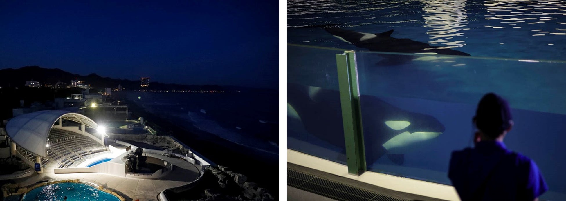 【鴨川シーワールド】夏は日中の暑さを回避して閉館後の水族館をめいっぱい楽しもう！「水族館探検プラン」＆「ナイトアドベンチャー」を開催
