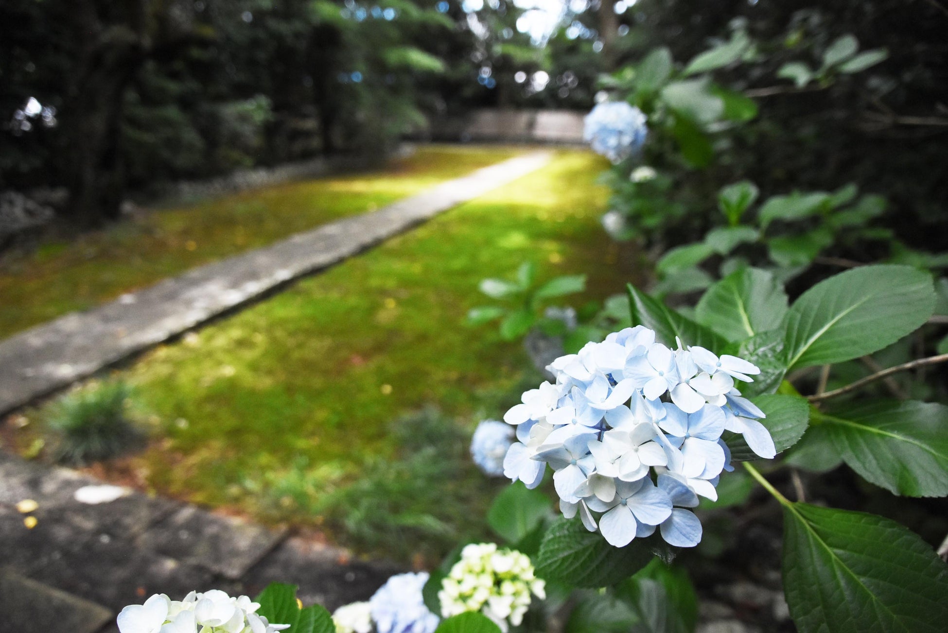 【枯山水庭園・苔・アジサイ】歴史と自然を感じる~この時期にこそ楽しめる磐田市の重要文化財・医王寺の魅力~