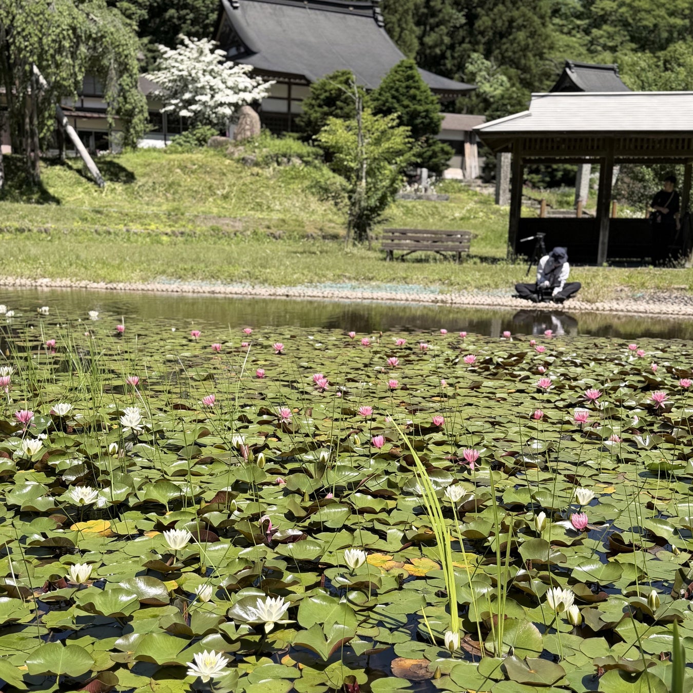 【飛騨高山・岐阜県高山市】大谷しだれ桜公園のスイレンが見ごろ