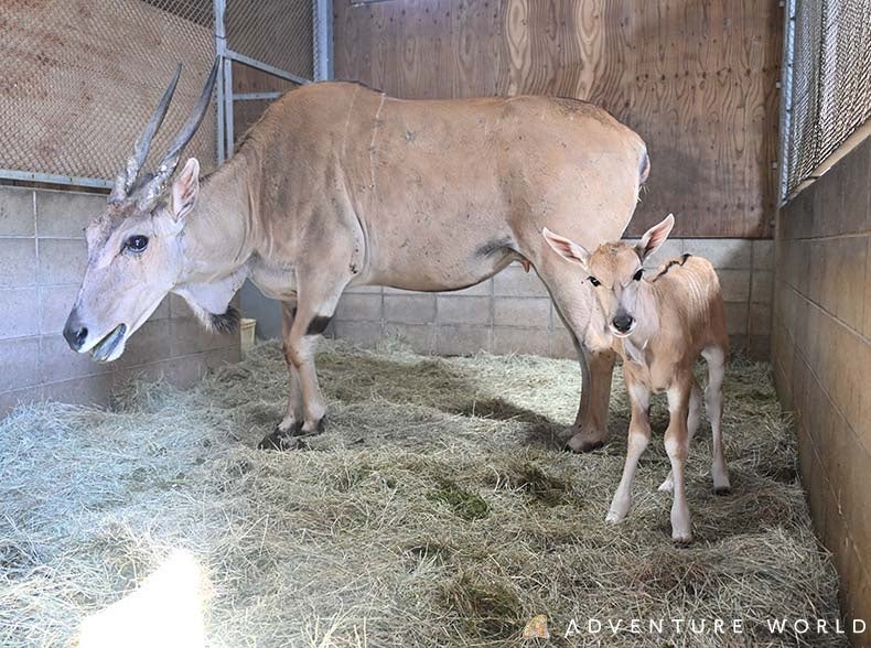 「ウシ科最大級」エランドの赤ちゃんが誕生！生まれた瞬間から規格外！？体重２９kg、将来は２m大ジャンプをキメる〜和歌山で紡がれる、いのちのバトン。パーク生まれの母親が２度目の出産に成功〜