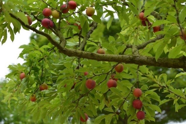 【初夏の風物詩】　物価高だからこそ“心満たされる体験”を。関西最大級の開放感で楽しむ「加古川名産すもも」収穫体験