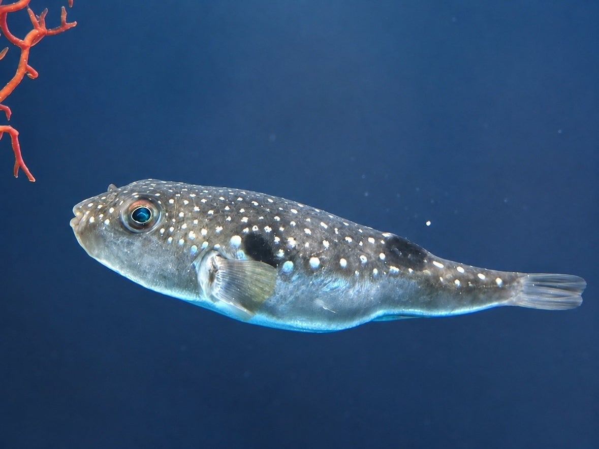 夏の特別企画「海と星の七夕展」と期間限定の魚朱印「アマノガワテンジクダイ」の販売！【広島もとまち水族館】