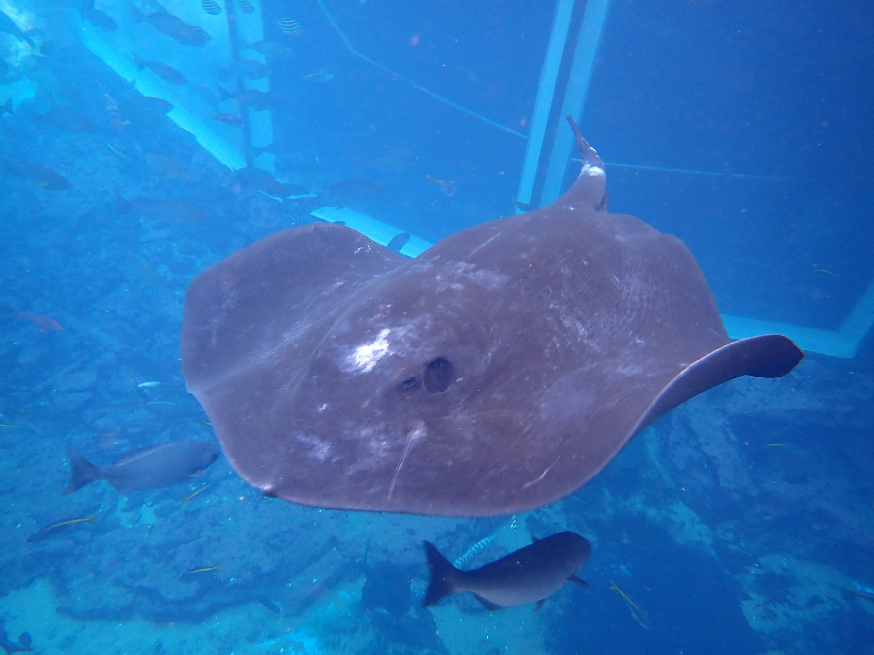 【下田海中水族館】6月24日は空飛ぶ円盤記念日（UFOの日）‼