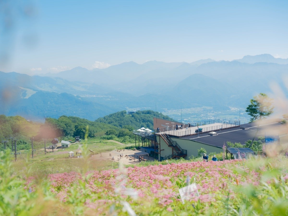 白馬五竜、6月20日からグリーンシーズン営業開始。高山植物園では鮮やかに咲き誇る花々が見頃に