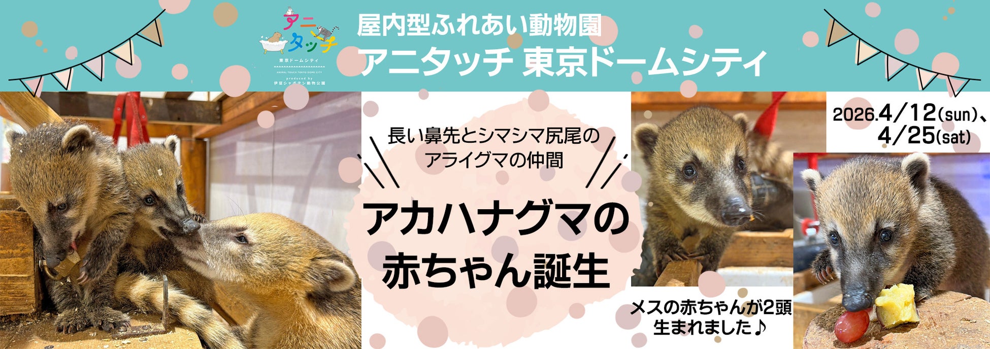 伊豆シャボテン動物公園が運営する屋内型ふれあい動物園「アニタッチ 東京ドームシティ」で、“長い鼻先とシマシマ尻尾が特徴のアライグマの仲間” アカハナグマの赤ちゃんが2頭誕生！