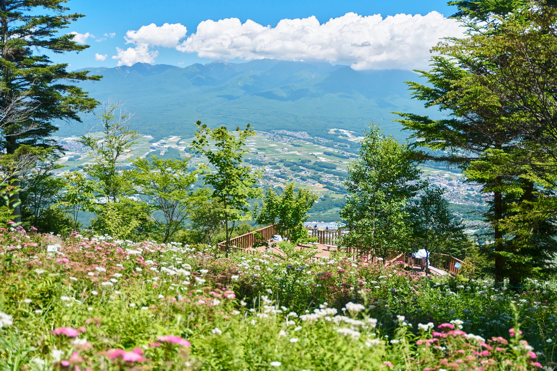 猛暑日でも、気軽にゴンドラで平均気温22℃。”花の避暑地”入笠山で「涼風の入笠花暦2026」7/1開幕