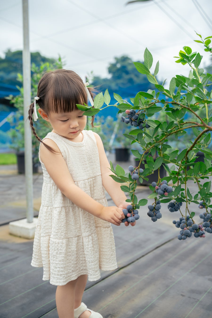 「自分で摘んでパクッ！」子どもの“やりたい”が溢れる。子連れ家族来園率は驚異の76％！の元保健師と元保育士が想いを詰めた、遊んで育むブルーベリー狩り体験型農園【栃木県真岡市】