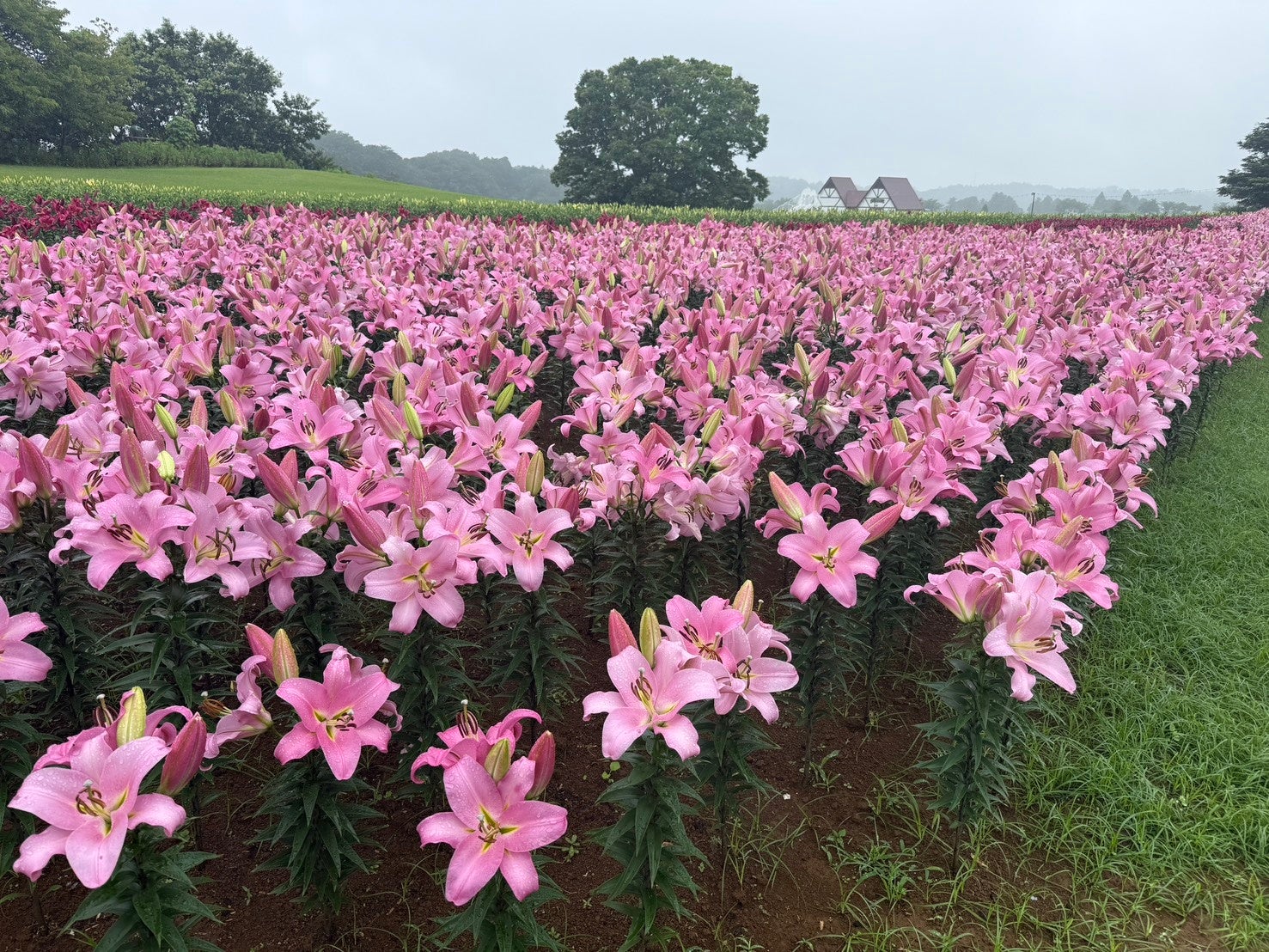 【わずか10日間の奇跡】東京ドイツ村の「初夏の絶景」がまもなく開幕！