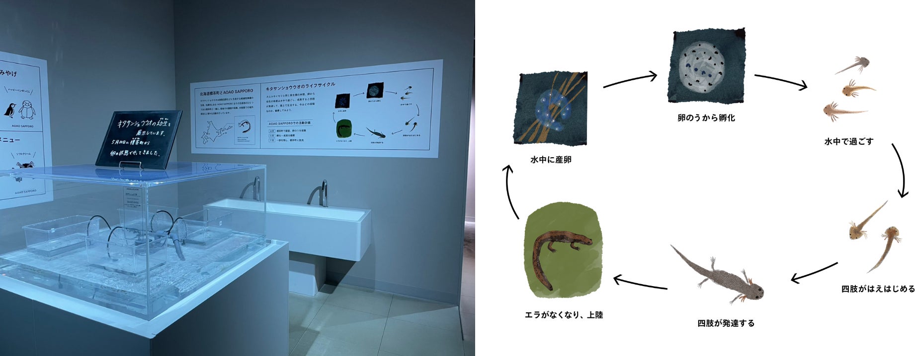 北海道標茶町の天然記念物「キタサンショウウオ」の展示がパワーアップ　夏の新イベント「HELLO!キタサンショウウオ」を開催