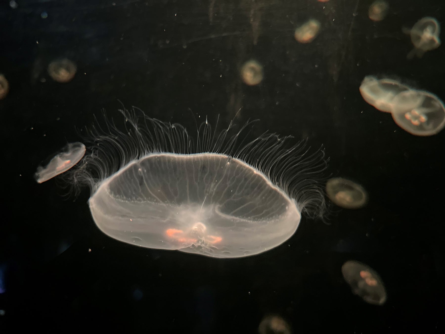 【下田海中水族館】7月14日は「ゼラチンの日」2026年7月12日（日）と7月14日（火）に水族館でミズクラゲのタッチングイベント開催！