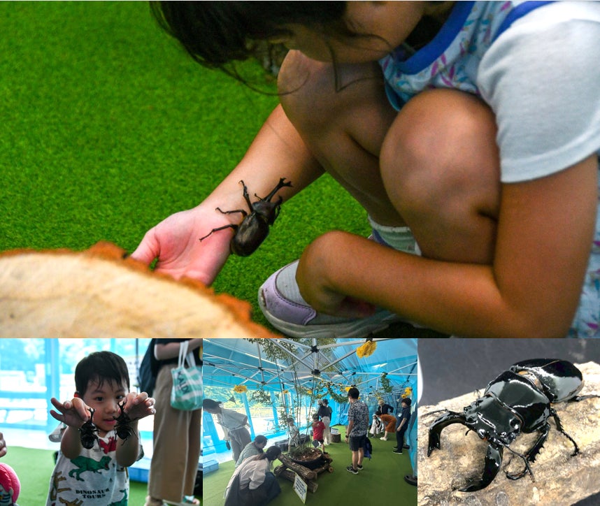 見て、触れて、知る。体感型イベント「カブトムシハウス」まもなく開催！【国営ひたち海浜公園】