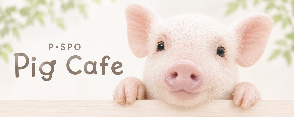 【愛媛・松山】P・SPO Pig Cafe 公式Instagram開設