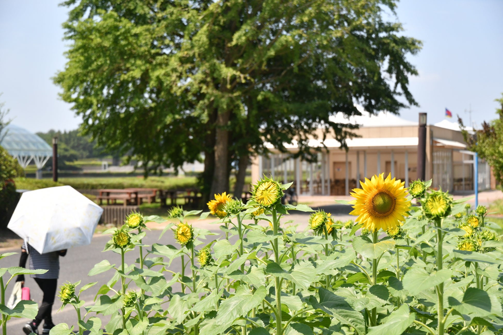 夏本番はもうすぐ！ ヒマワリが咲き始めました。（国営ひたち海浜公園）