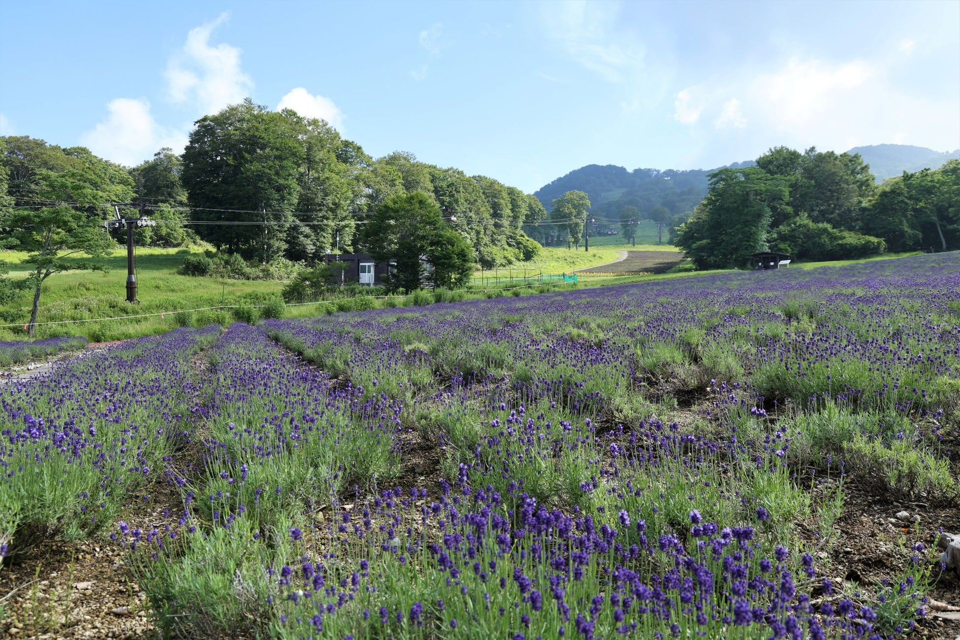 【2026年8月開催】登山道を「歩く・走る」から「守る」へ。カヤの平高原で登山道保全を体験する「奥信濃トレイル保全ワークショップ」を開催