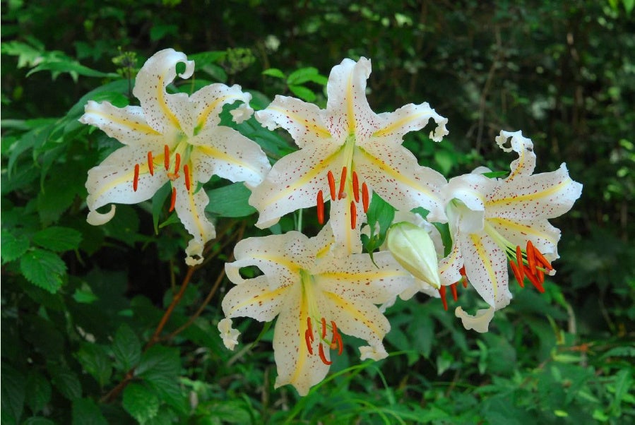 六甲高山植物園 カサブランカのもとになった日本固有種ユリの女王 ヤマユリが見頃です！
