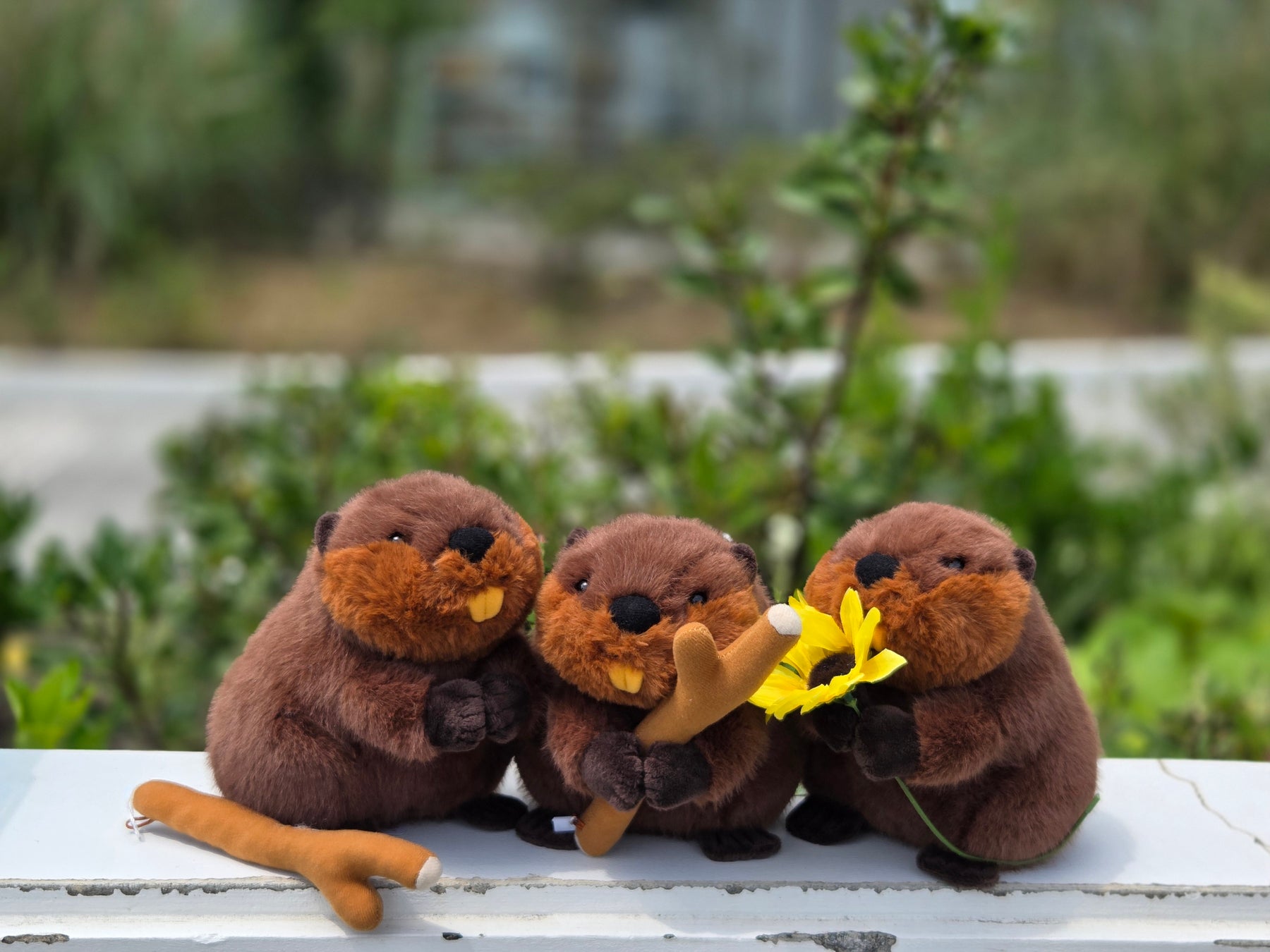 アトアの生きものが新グッズに！飼育員監修のビーバーのぬいぐるみ＆ポルカドットスティングレイのアクセサリーが登場