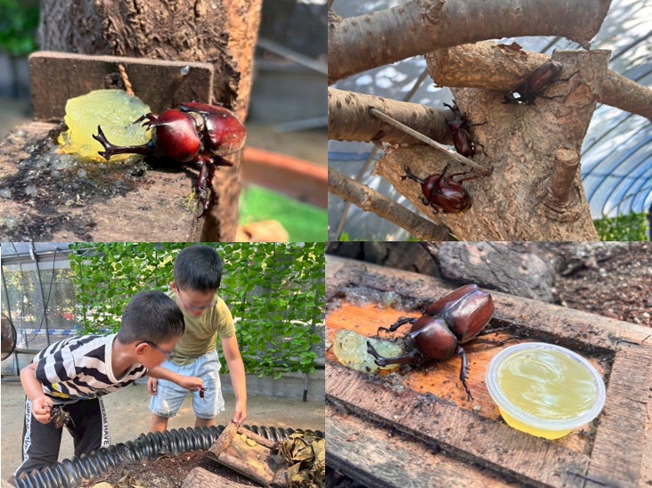 見て！触って！楽しめる！「カブトムシハウス」開催【国営海の中道海浜公園】