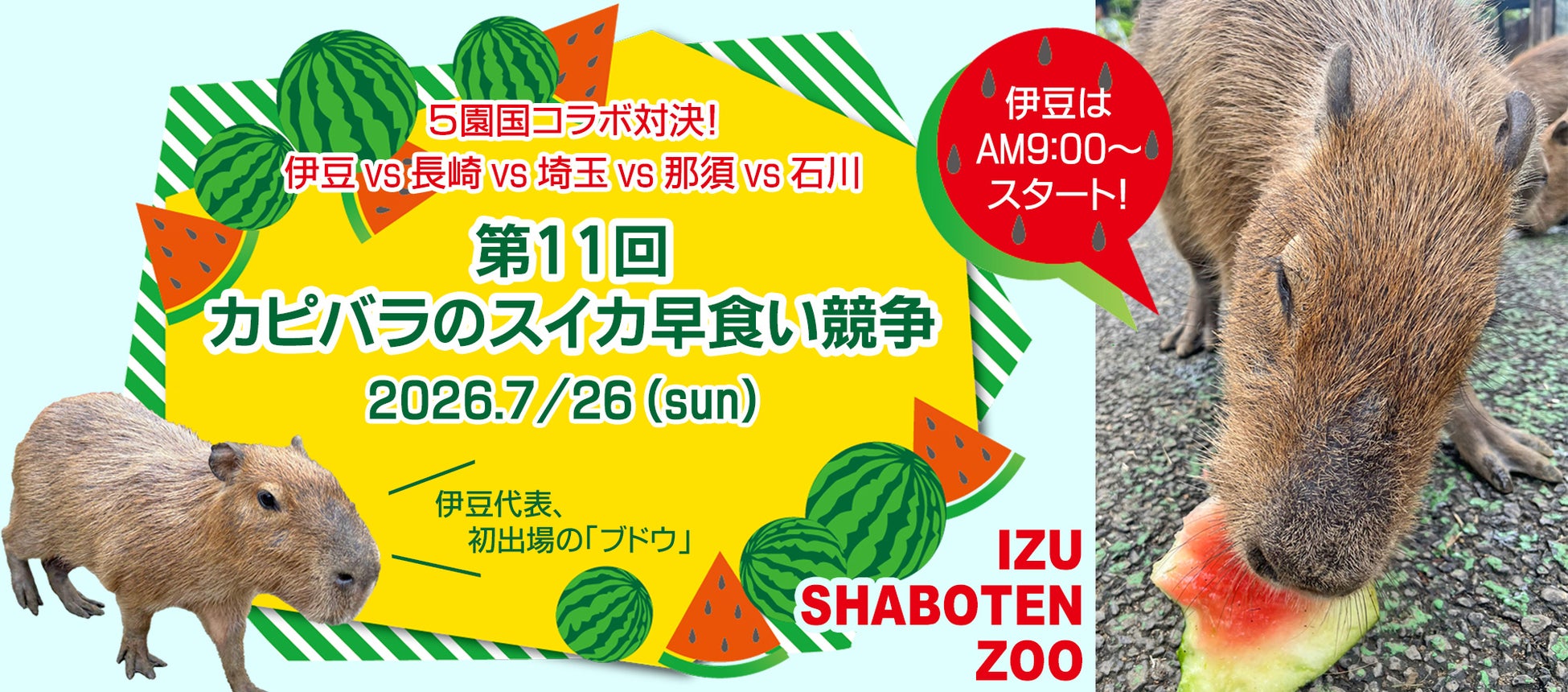 5園国コラボ対決！ 伊豆vs長崎vs埼玉vs那須vs石川 『第11回 カピバラのスイカ早食い競争』 開催