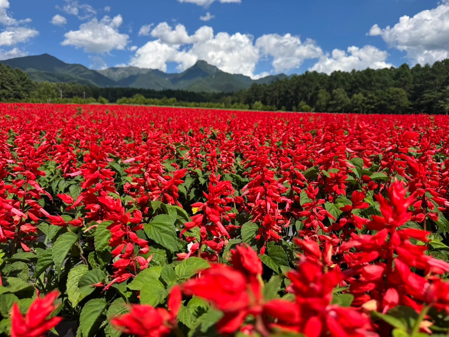 10haの花畑「YATZ GARDEN（ヤッツガーデン）」サルビアと色彩豊かな「カラーズ」が見頃に。全エリアが絶景へ【八ヶ岳農業大学校】