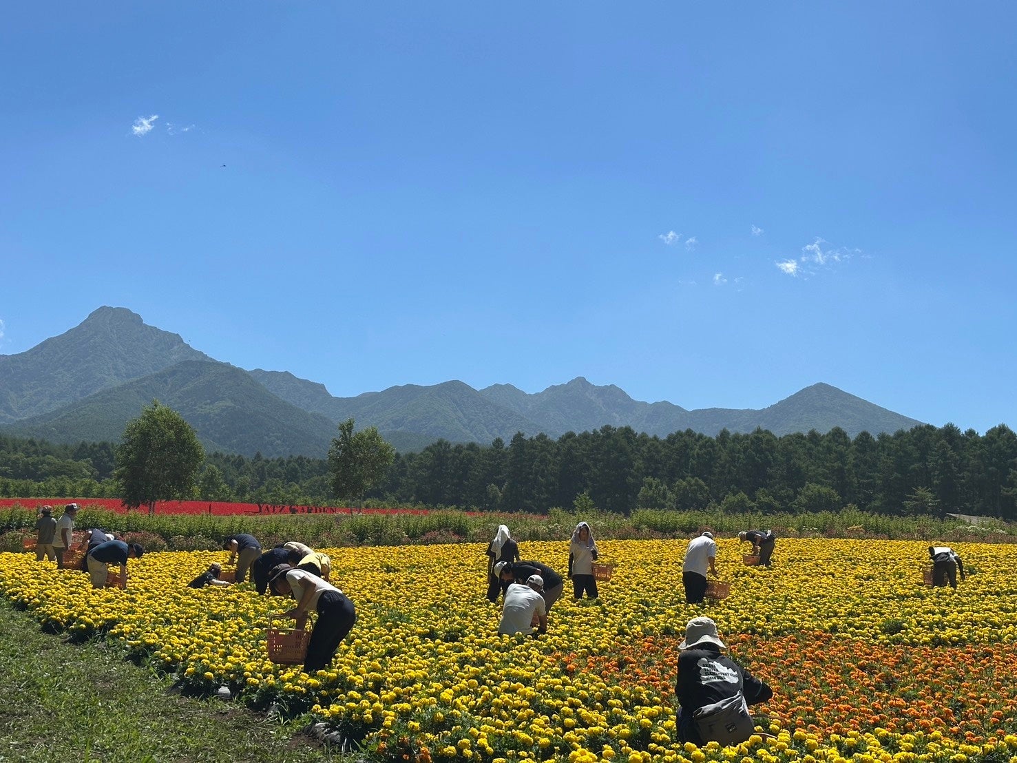 10haの花畑で、手ぶら・予約不要の「ふらっとフラワーボランティア（ふらボラ）」を開始。「見る」から「一緒につくる」花畑へ【八ヶ岳農業大学校「YATZ GARDEN」（ヤッツガーデン）】