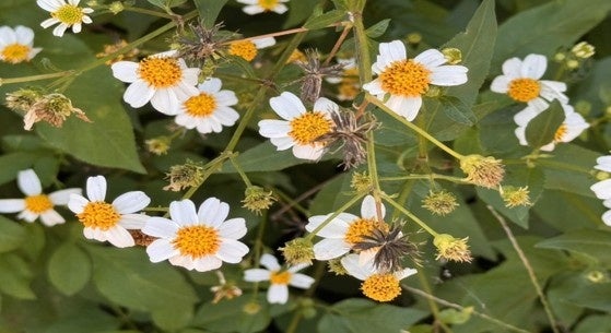 管理栄養士が商品開発に協力、喜界島の「ひっつき虫」を黒糖ラスクへ