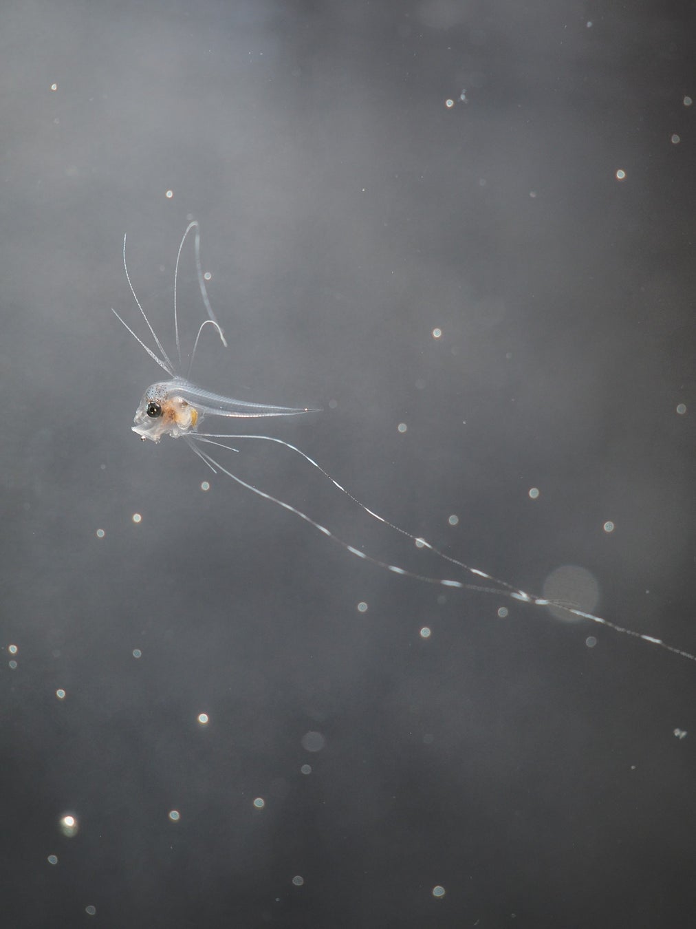 【沖縄美ら海水族館】世界初※！アカマンボウの人工授精・人工ふ化に成功～魚類の繁殖研究に新たな展開をもたらす成果～