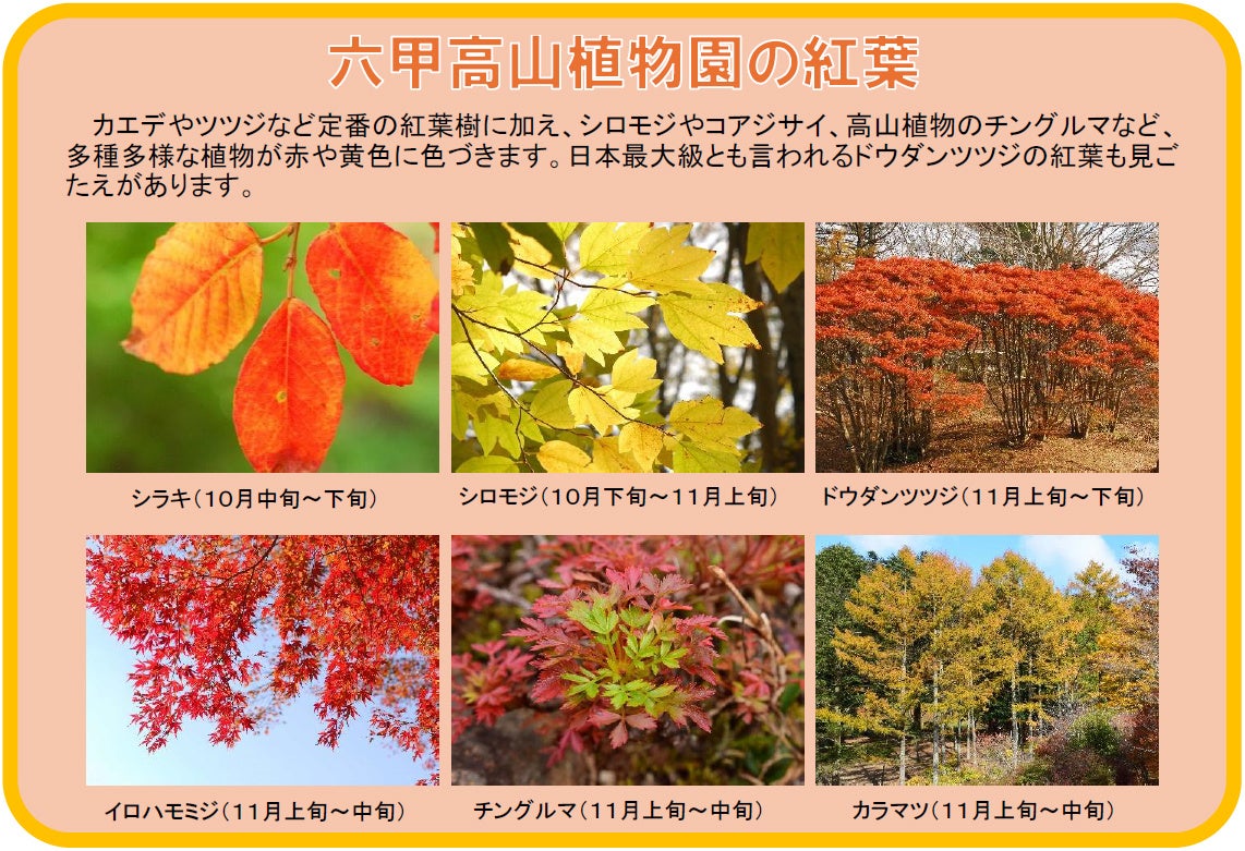 六甲高山植物園 市街地より一足早い秋の訪れ 紅葉見頃 10月下旬～11月下旬「ひかりの森～夜の芸術散歩～」開催！