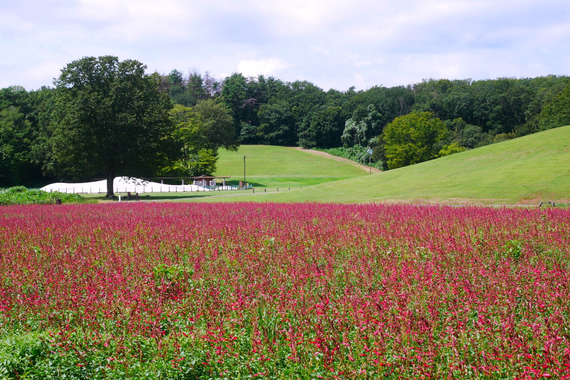 夏の新たな花風景 「サルビア(ローマンレッド) 」見頃 を迎えました（国営武蔵丘陵森林公園）