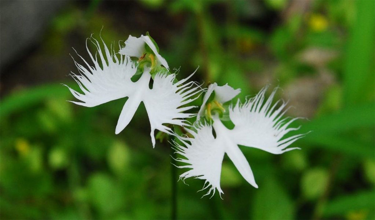 六甲高山植物園 天翔る白鷺（しらさぎ）の如き花 サギソウが開花しました！