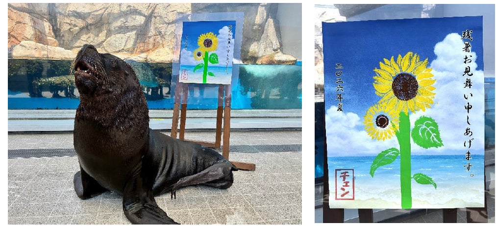 【仙台うみの杜水族館】青空の台紙に大輪のヒマワリ　オタリアのチェンが飼育員と共に残暑お見舞いをお届け！『オタリアの残暑お見舞い』